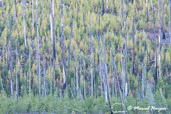 Golden larch, Montana
