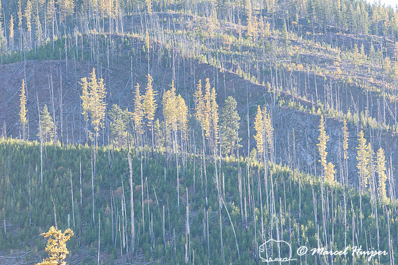 Golden larch, Montana