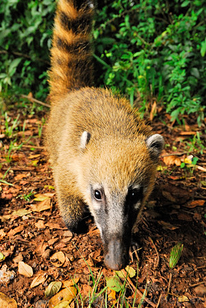 South American coati (Nasua nasua), Cataratas del Iguazú, Argentina