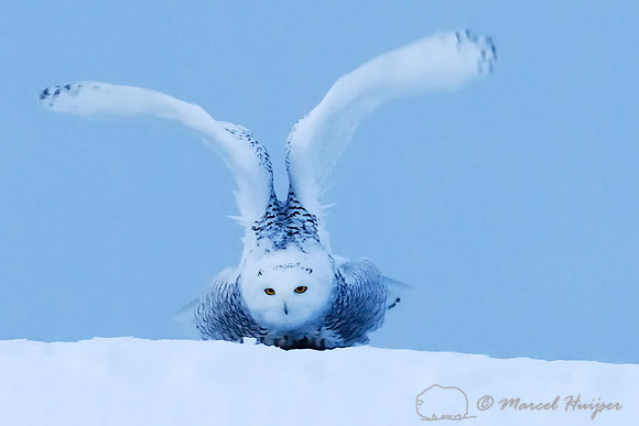 Snowy Owl (Bubo scandiacus), Montana, USA