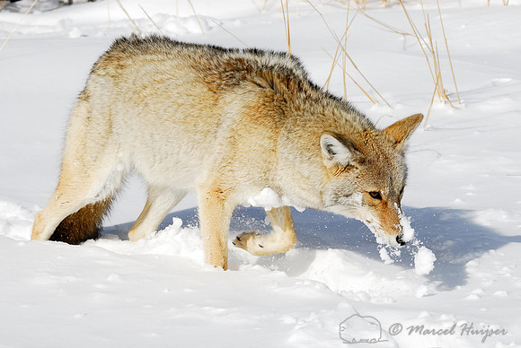 Coyote (Canis latrans) in the snow, Wyoming, USA