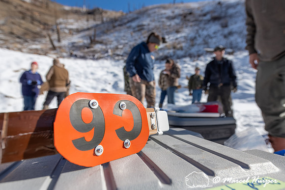 Bighorn sheep (Ovis canadensis) capturing, collaring, and health
