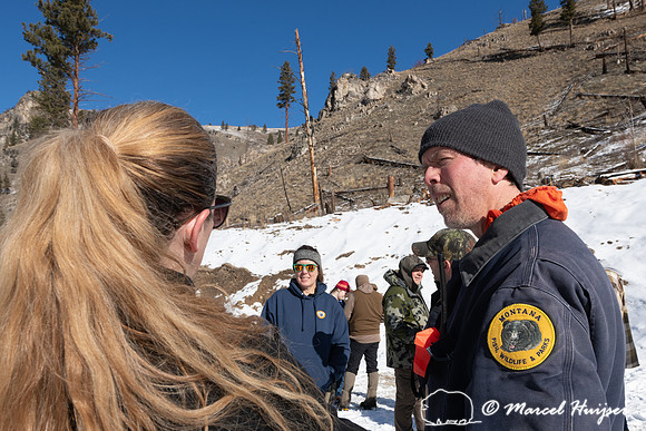 Bighorn sheep (Ovis canadensis) capturing, collaring, and health