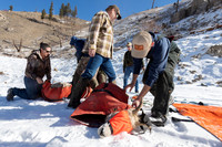 Bighorn sheep (Ovis canadensis) capturing, collaring, and health
