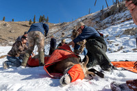 Bighorn sheep (Ovis canadensis) capturing, collaring, and health