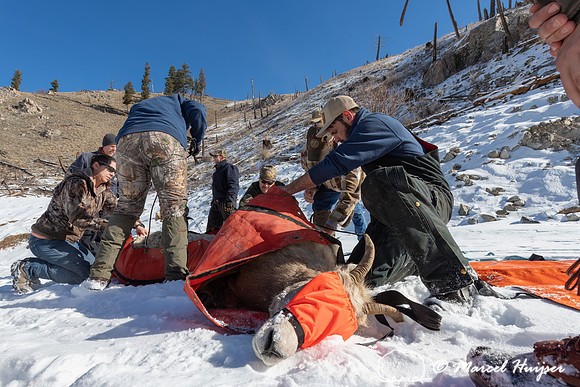 Bighorn sheep (Ovis canadensis) capturing, collaring, and health