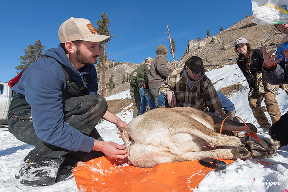 Bighorn sheep (Ovis canadensis) capturing, collaring, and health
