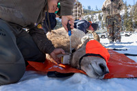 Bighorn sheep (Ovis canadensis) capturing, collaring, and health