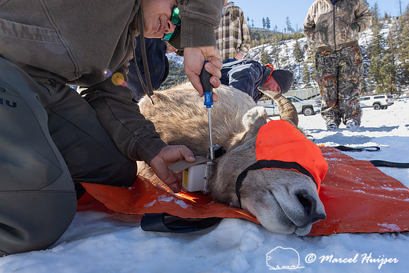 Bighorn sheep (Ovis canadensis) capturing, collaring, and health