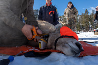 Bighorn sheep (Ovis canadensis) capturing, collaring, and health