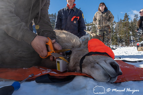 Bighorn sheep (Ovis canadensis) capturing, collaring, and health