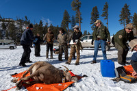 Bighorn sheep (Ovis canadensis) capturing, collaring, and health