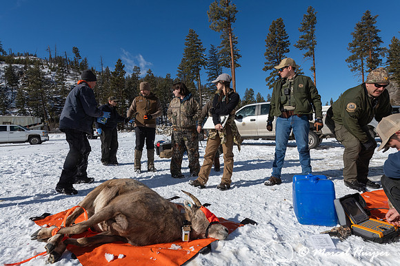 Bighorn sheep (Ovis canadensis) capturing, collaring, and health