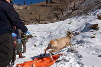 Bighorn sheep (Ovis canadensis) capturing, collaring, and health