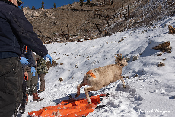 Bighorn sheep (Ovis canadensis) capturing, collaring, and health