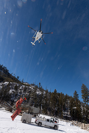 Bighorn sheep (Ovis canadensis) capturing, collaring, and health