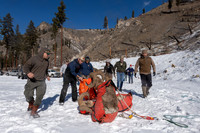 Bighorn sheep (Ovis canadensis) capturing, collaring, and health