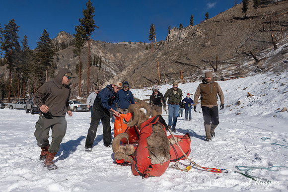 Bighorn sheep (Ovis canadensis) capturing, collaring, and health