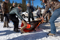Bighorn sheep (Ovis canadensis) capturing, collaring, and health