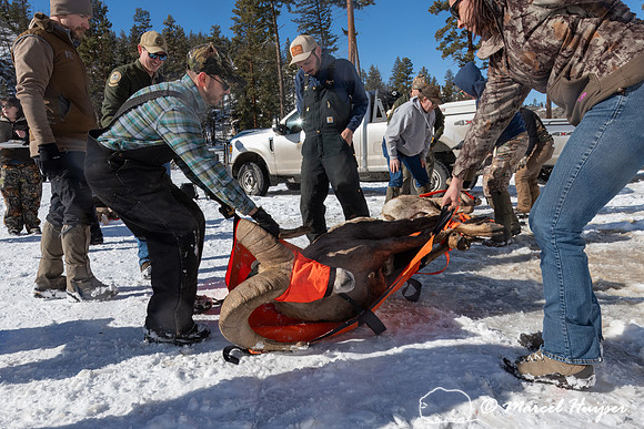 Bighorn sheep (Ovis canadensis) capturing, collaring, and health