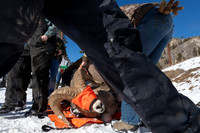 Bighorn sheep (Ovis canadensis) capturing, collaring, and health