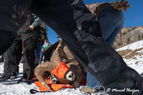Bighorn sheep (Ovis canadensis) capturing, collaring, and health