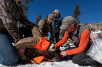 Bighorn sheep (Ovis canadensis) capturing, collaring, and health