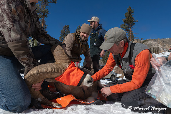 Bighorn sheep (Ovis canadensis) capturing, collaring, and health