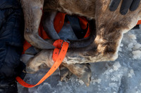 Bighorn sheep (Ovis canadensis) capturing, collaring, and health