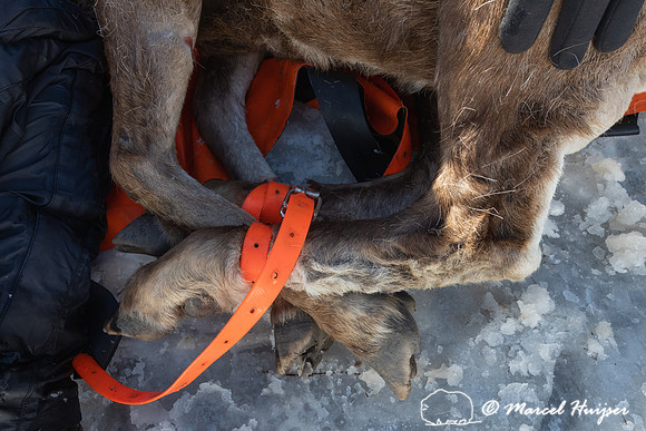 Bighorn sheep (Ovis canadensis) capturing, collaring, and health