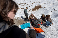 Bighorn sheep (Ovis canadensis) capturing, collaring, and health