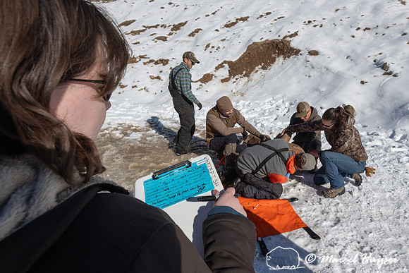 Bighorn sheep (Ovis canadensis) capturing, collaring, and health