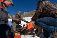 Bighorn sheep (Ovis canadensis) capturing, collaring, and health