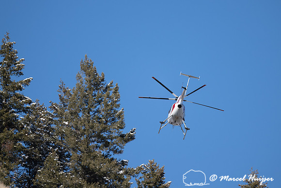 Bighorn sheep (Ovis canadensis) capturing, collaring, and health