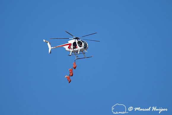 Bighorn sheep (Ovis canadensis) capturing, collaring, and health