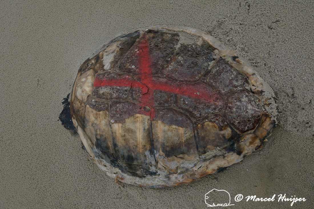 Dead sea turtle is marked to avoid double counting, Parque Nacional da Lagoa do Peixe, Rio Grande do Sul, Brazil