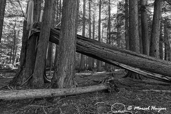 Western red cedars (Thuja plicata), Glacier National Park, Monta