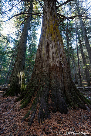 Western red cedars (Thuja plicata), Glacier National Park, Monta