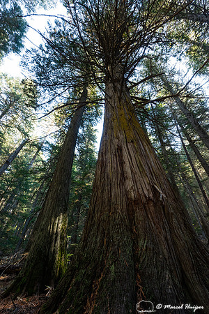Western red cedars (Thuja plicata), Glacier National Park, Monta