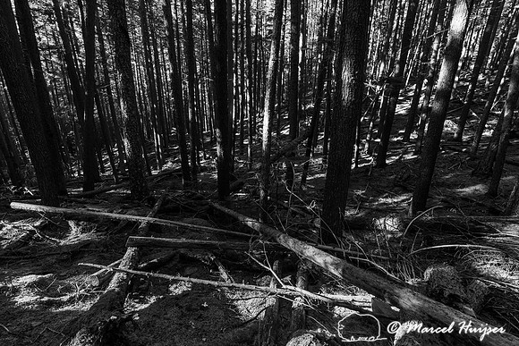 Forest, Glacier National Park, Montana