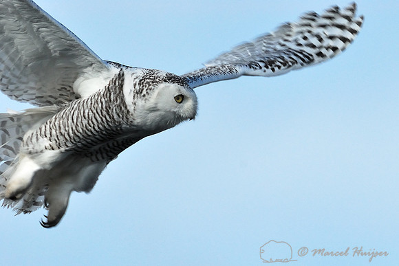 Snowy owl in flight