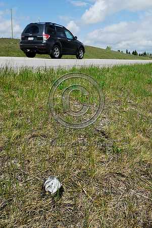 Bird roadkill, AB