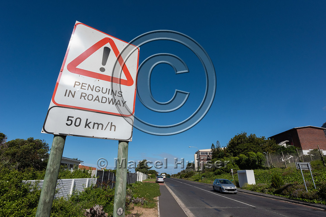 Warning sign, penguins in roadway, 50 km per h, Simon's Town, We