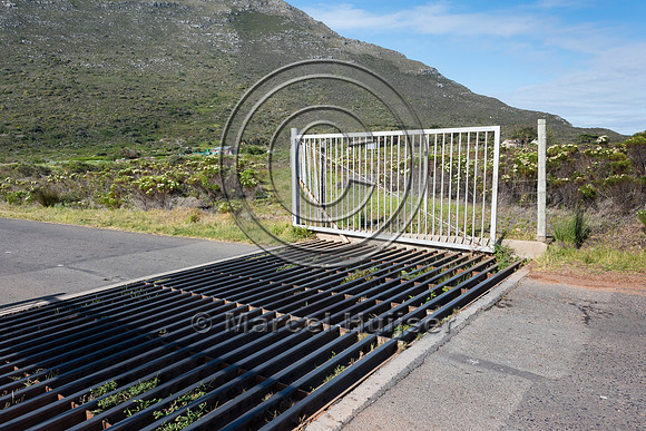 Wildlife guard, Cape Point, Table Mountain National Park, Wester