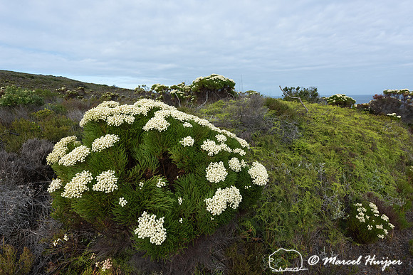 Flowering fijnbos vegetation, Cape Point, Table Mountain Nationa