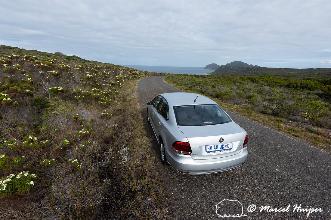 Car on road through flowering fijnbos vegetation, Cape Point, Ta
