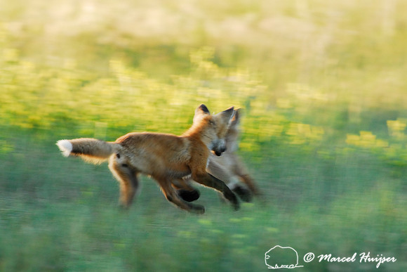 Red fox (Vulpes vulpes) kits playing, Montana, USA