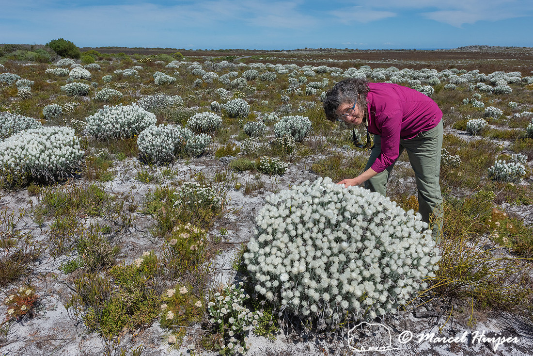 Flowering fijnbos vegetation, Cape Point, Table Mountain Nationa