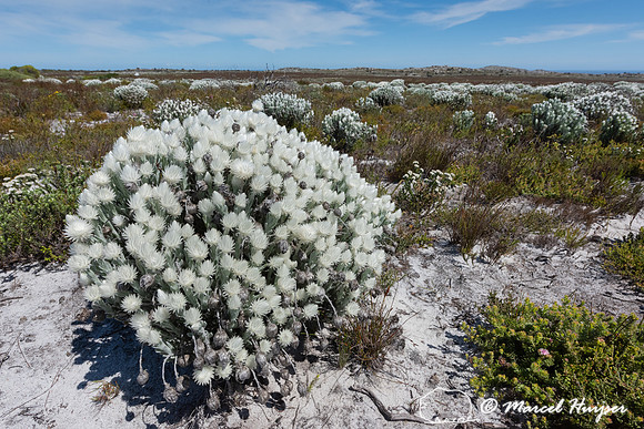 Flowering fijnbos vegetation, Cape Point, Table Mountain Nationa