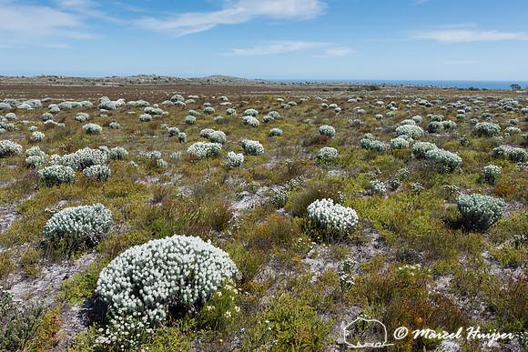Flowering fijnbos vegetation, Cape Point, Table Mountain Nationa